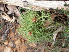 Isopogon ceratophyllus