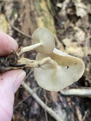 Helvella macropus