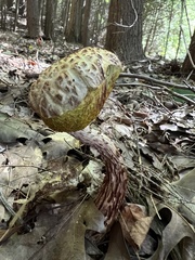 Aureoboletus