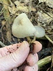 Helvella macropus