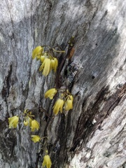 Erythrorchis cassythoides