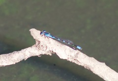 Enallagma carunculatum