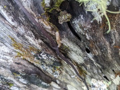 Erythrorchis cassythoides