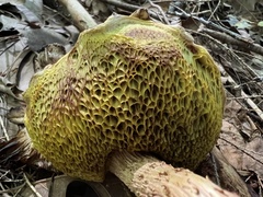 Aureoboletus