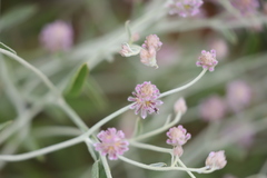 Ptilotus obovatus