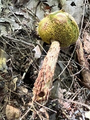 Aureoboletus
