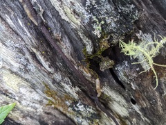 Erythrorchis cassythoides