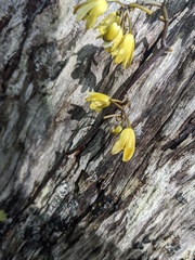 Erythrorchis cassythoides