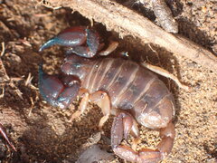 Urodacus manicatus