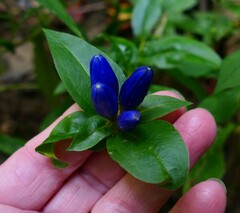 Gentiana clausa