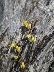 Erythrorchis cassythoides