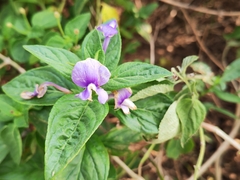 Barleria cristata