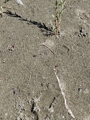 Cicindela oregona