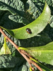 Ellipsidion australe