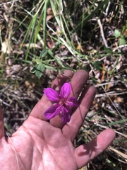 Geranium caespitosum