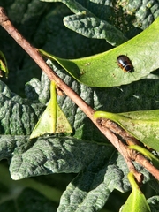 Ellipsidion australe