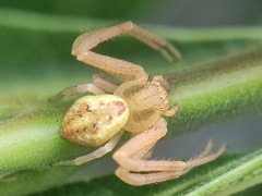 Thomisidae