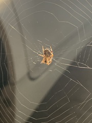 Araneus gemma