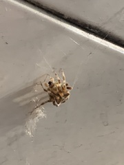 Araneus gemma