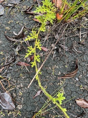 Lycopodiaceae