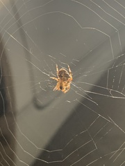 Araneus gemma