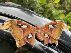 Attacus atlas