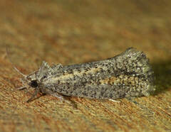 Acrolophinae