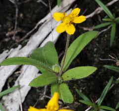 Melampodium longipilum
