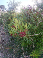 Comarostaphylis polifolia