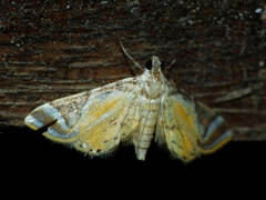 Acentropinae
