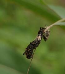 Limenitis