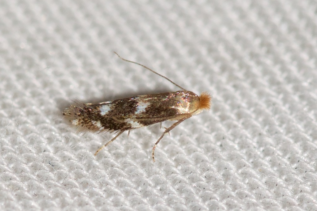 Bucculatrix sexnotata