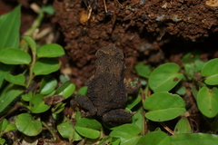 Bufonidae