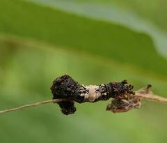 Limenitis