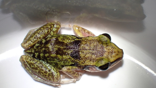 Etheridge's Robber Frog, Eleutherodactylus etheridgei