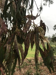 Eucalyptus viminalis