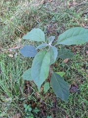 Clerodendrum tomentosum