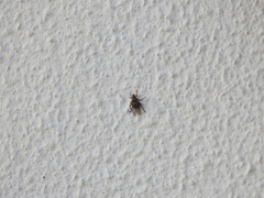 Hippoboscidae