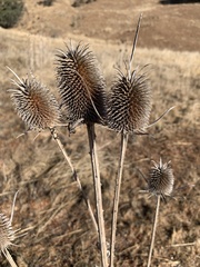 Dipsacus sativus