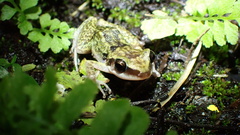 Eleutherodactylus etheridgei