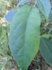 Clerodendrum tomentosum