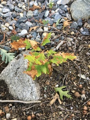 Xylella fastidiosa