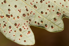 Neuroterus umbilicatus