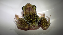 Eleutherodactylus etheridgei