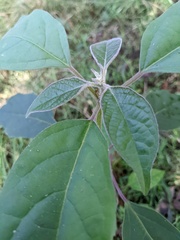 Clerodendrum tomentosum