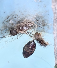 Lymantria dispar