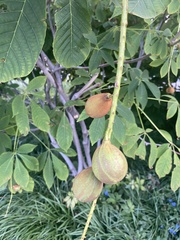 Aesculus