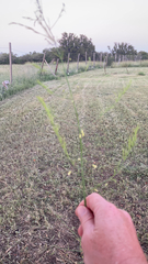 Asparagus officinalis