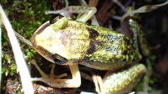 Eleutherodactylus etheridgei