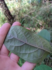 Clerodendrum tomentosum
